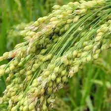 ignoreGeneration#Zoomable Image