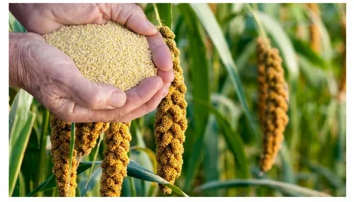 ignoreGeneration#Zoomable Image