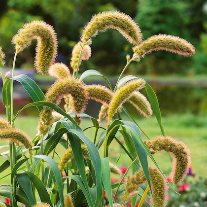 ignoreGeneration#Zoomable Image